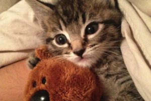 tratament impotriva cancerului