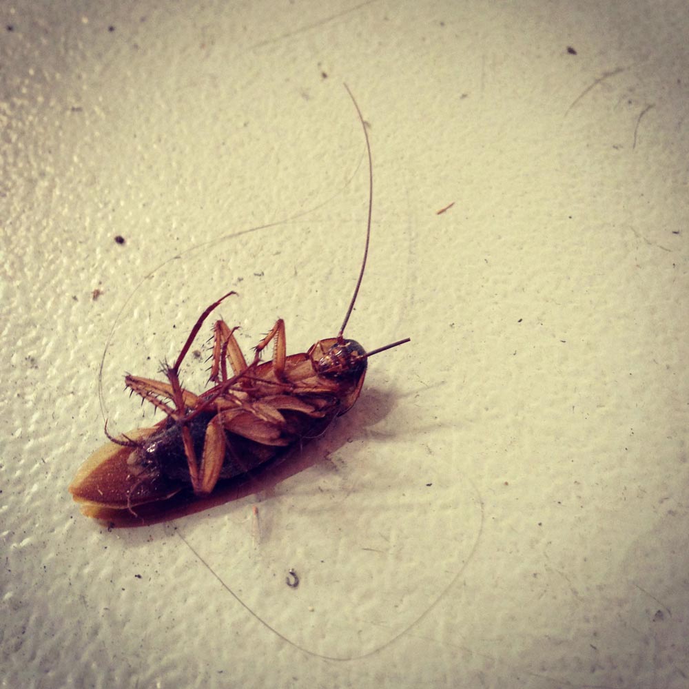 dezinsectie Bucuresti